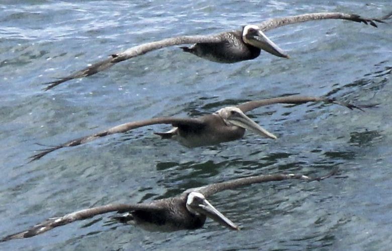 California brown pelicans fly off Thornehill Broome Beach near Point Mugu, Calif., on May 16, 2021. Wildlife authorities are trying to determine why large numbers of California brown pelicans are being found sick and dying. The state Department of Fish and Wildlife says hundreds of the pelicans have been admitted to wildlife rehabilitation facilities in Southern and Central California since about May 13. (AP Photo/John Antczak) RPJA502 RPJA502
