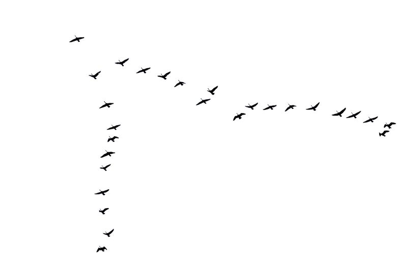 Canada geese fly for efficiency in a chevron over Seattle before Sunday rains arrive, May 29, 2022.