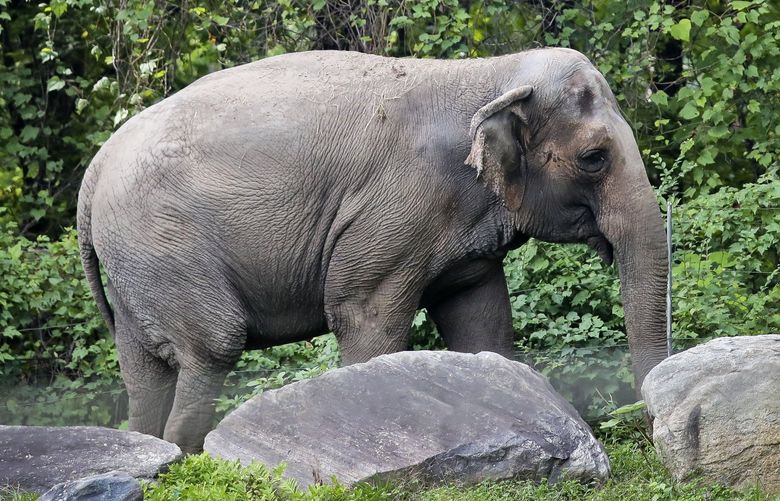 FILE – In this Oct. 2, 2018 file photo, Bronx Zoo elephant “Happy” strolls inside the zoo’s Asia Habitat in New York.  A legal fight to release Happy the elephant from the Bronx Zoo after 45 years will be argued Wednesday, May 18, 2022,  before New York’s highest court in a closely watched case over whether a basic right for people can be extended to an animal. AP Photo/Bebeto Matthews, File) NYJJ101 NYJJ101
