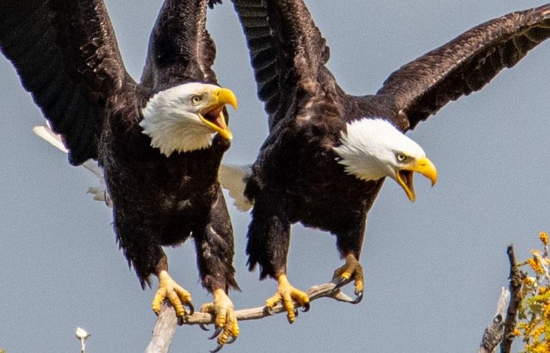 *** READER’S LENS – ONE TIME USE ONLY ***
Angie Cahill
cahillac@gmail.com
Federal Way, WA
2532376721
Fir Island
2022/04/19
While at Fir Island I heard bald eagles calling. This pair chased off an intruder who was too close to their nest, then both landed on the same branch and continued calling until the other eagle left.
_DSC8912.jpg
I agree to the Readers Lens Terms and Conditions
14:54:55 23 Apr, 2022