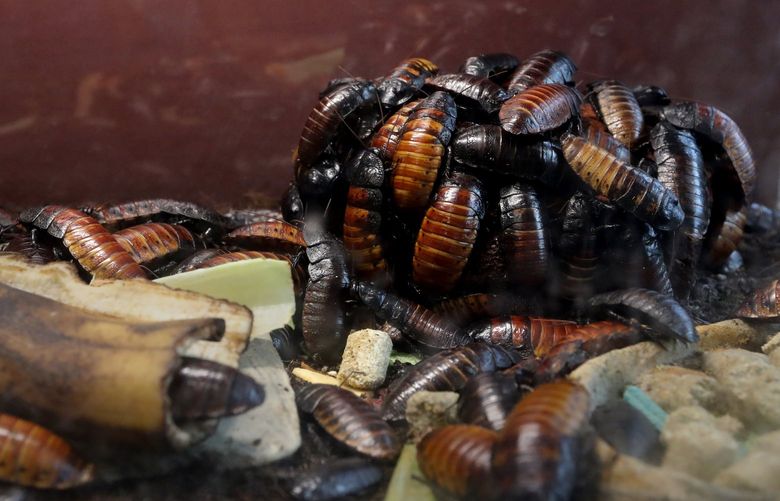 Madagascar hissing cockroaches don’t mind crowds and like to live in colonies like this one at the Pacific Science Center. They also like it warm.
Northwest Wanderings on hissing Madagascar Cockroaches at Pacific Science Center,
Saturday, Nov. 18, 2017
With handler Chelsea Leingang (CQ), six-year-old Shelby Ottmer CQ on her birthday, and her sister Elena, four.