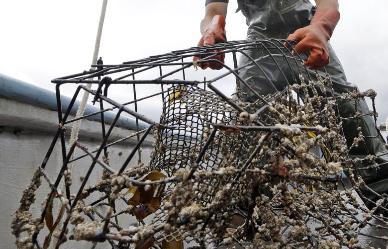In this photo taken June 12, 2014, Ken Woodside pulls aboard a derelict crab pot off the waters of Port Townsend, Wash. Over 12,000 crab pots are lost in Washington state’s Puget Sound every year, costing an estimated $700,000 in lost in harvest revenue, and further, damaging the sea floor environment. (AP Photo/Elaine Thompson)