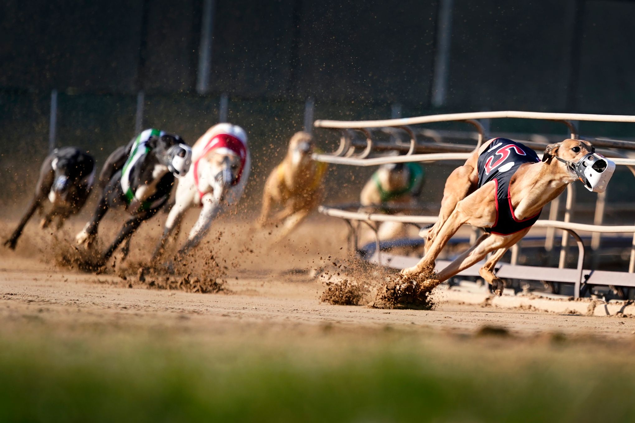 is greyhound dog racing cruel