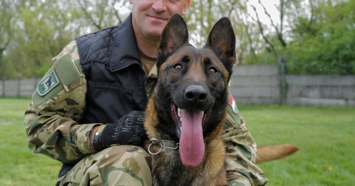 Hungary’s military finds mission in life for abused dog Hungary’s military finds mission in life for abused dog