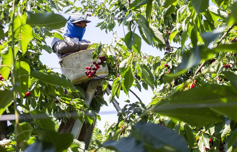 A worker picks Skeena cherries from a ladder in an orchard owned by Rowe Farms Friday, July 9, 2021 in Naches, Wash.
