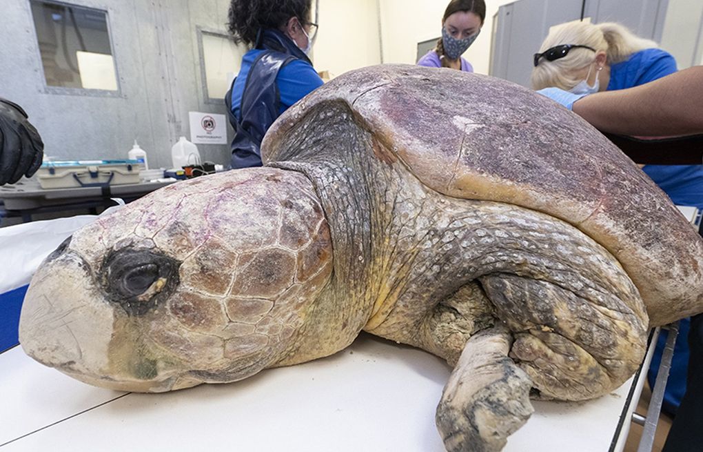 Sea turtle delivers eggs, endures surgery after shark attack | The Seattle  Times