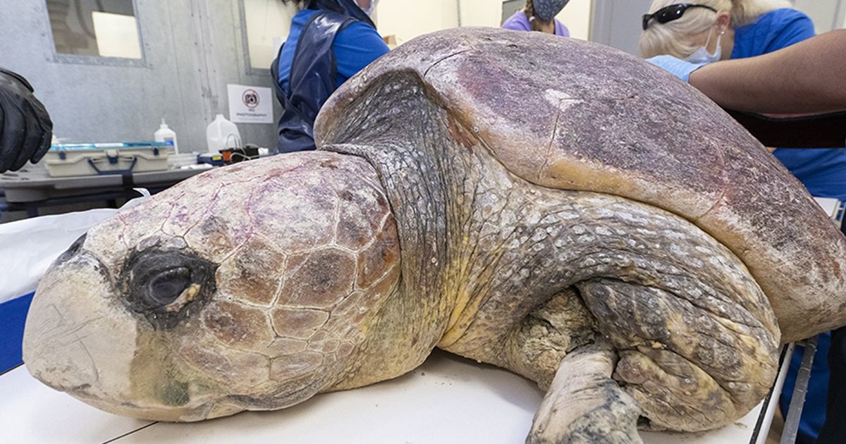 Sea turtle delivers eggs, endures surgery after shark attack | The Seattle Times