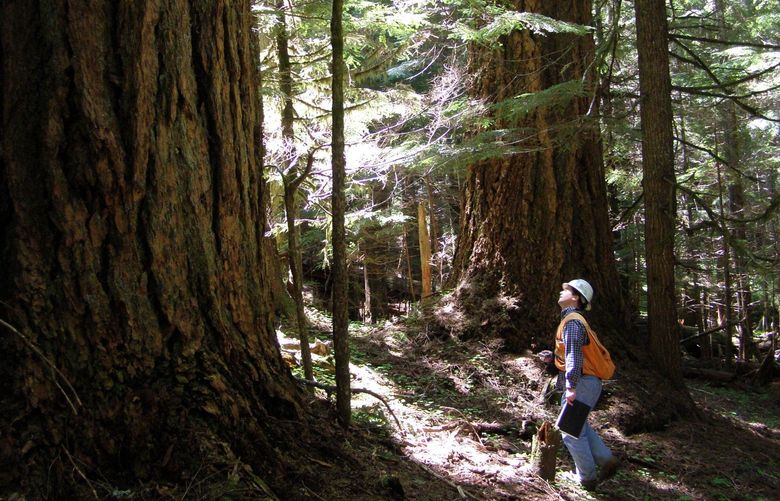 A state DNR forester surveys an old growth tree earlier this month. (June 2).
