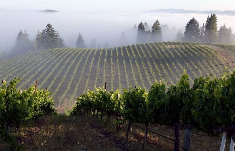 View from the top of the chardonnay vineyard overlooking vines wrapped in fog at Hirsch Vineyards in Cazadero, Calif. MUST CREDIT: Hirsch Vineyards