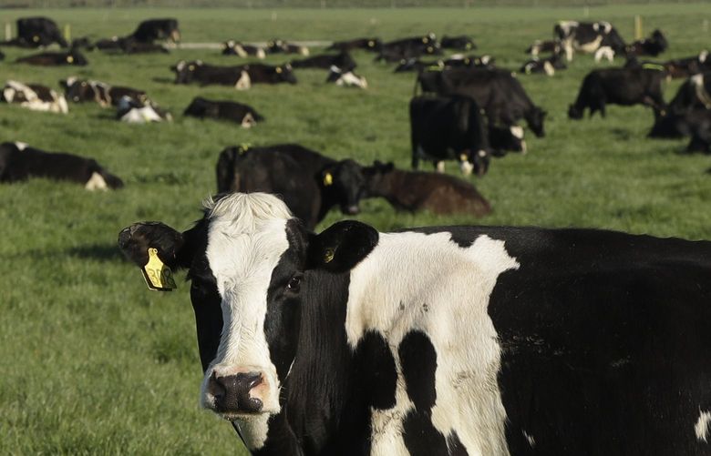 Dairy cows graze on a farm near Oxford, in the South Island of New Zealand on Oct. 8, 2018. New Zealand, Thursday, May 5, 2022, is on the verge of eradicating a bacterial disease from its herd of 10 million cows, with only a single farm left with the disease Mycoplasma bovis. (AP Photo/Mark Baker)