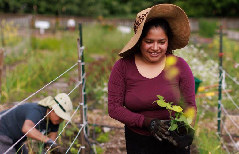 Telma Aguilar, with the Salsa de la Vida Cooperative, plants beans at Marra Farm in Seattle’s South Park neighborhood Thursday, May 19, 2022. Aguilar learned about growing vegetables from her grandfather in Guatemala. 220435
