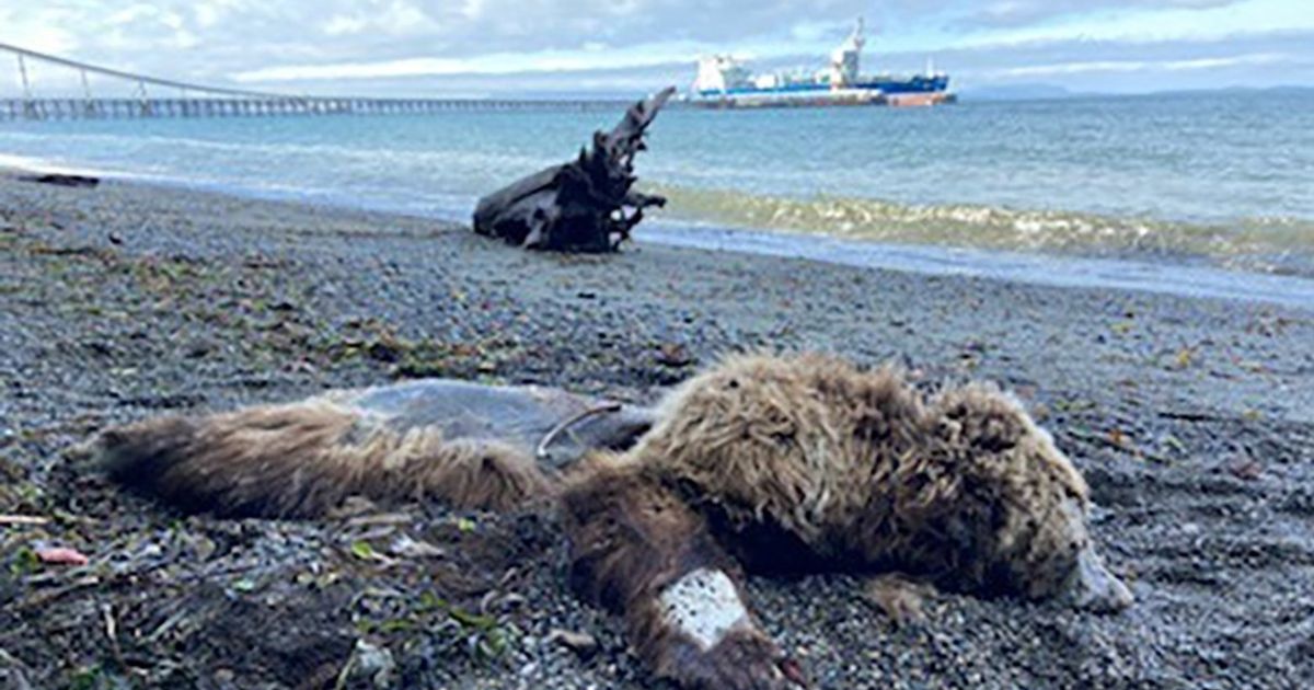 Bear Carcass Found on Washington Beach '100% a Grizzly,' But Where