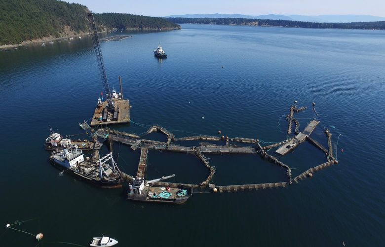 FILE – In this photo provided by the Washington State Department of Natural Resources, a crane and boats are anchored next to a collapsed “net pen” used by Cooke Aquaculture Pacific to farm Atlantic Salmon near Cypress Island in Washington state on Aug. 28, 2017, after a failure of the nets allowed tens of thousands of the nonnative fish to escape. A Washington state jury on Wednesday, June 22, 2022, awarded the Lummi Indian tribe $595,000 over the 2017 collapse of the net pen where Atlantic salmon were being raised, an event that elicited fears of damage to wild salmon runs and prompted the Legislature to ban the farming of the nonnative fish. (David Bergvall/Washington State Department of Natural Resources via AP, File) LA305 LA305