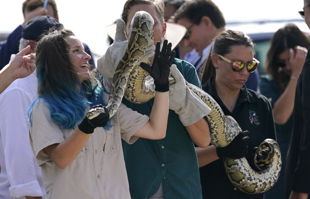 To catch a snake: Largest python found in Everglades signals a threat | The  Seattle Times
