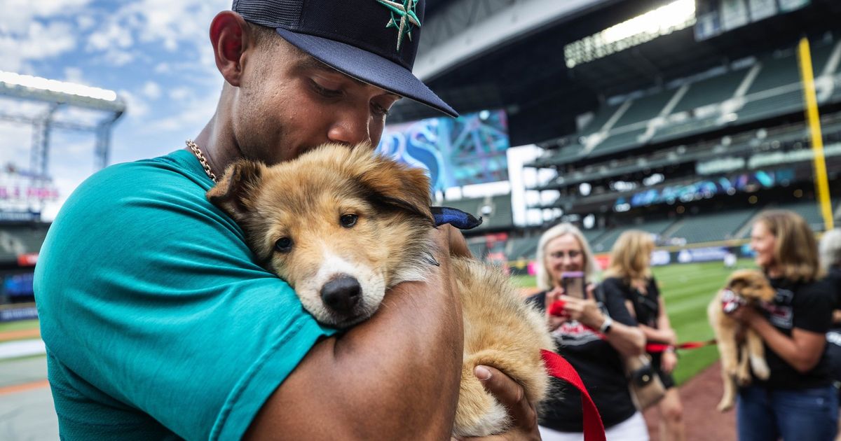Seattle Mariners Adopt Tucker, A Rescue Dog, To Promote Awareness Of Pet  Adoption - DodoWell - The Dodo