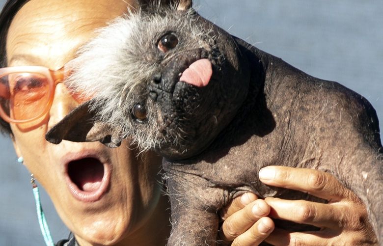 Jeneda Benally of Flagstaff, Ariz. poses for a photo with her dog Mr. Happy Face, the winner of the 2022 World’s Ugliest Dog competition, Friday, June 24, 2022, in Petaluma, Calif. (AP Photo/D. Ross Cameron) CARC102 CARC102
