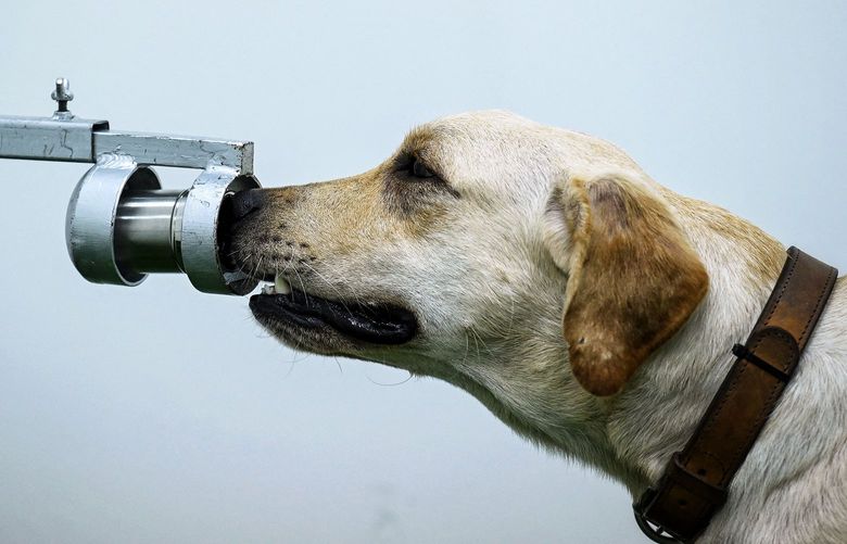 Bobby the K9 retriever dog sniffs sweat samples in a test to detect the COVID-19 coronavirus through volatile organic compounds, at the Faculty of Veterinary Science in Chulalongkorn University in Bangkok on May 21, 2021. (LILLIAN SUWANRUMPHA/AFP via Getty Images/TNS) 51717608W 51717608W