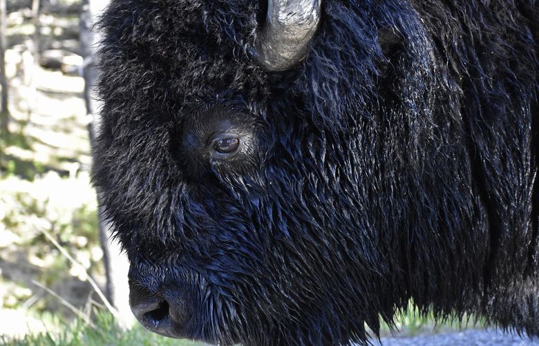 A bison is seen walking along a road in Wyoming’s Hayden Valley, on Wednesday, June 22, 2022, in Yellowstone National Park. For the second time in three days, a park visitor has been gored by a bison, park officials said Thursday, June 30. (AP Photo/Matthew Brown) FX406 FX406