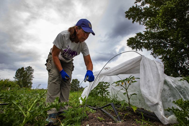 Perry Acworth, farm manager at the University of Washington’s Center for Urban Horticulture, pulls back floating row cover to show how tomatillo starts are protected from rabbits. The fabric lets in water and sunlight. (Ken Lambert / The Seattle Times)