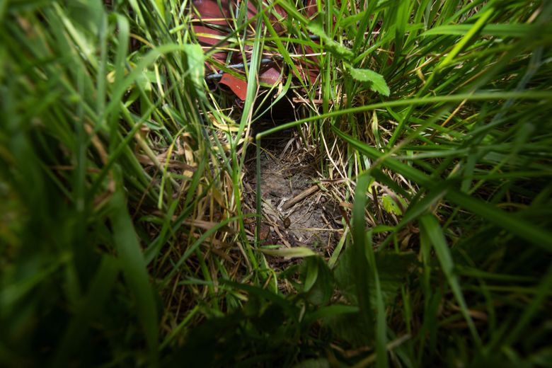 Perry Acworth, farm manager at the University of Washington’s Center For Urban Horticulture, calls this  hole under a fence and pathway through the grass a “superhighway for rabbits,” leading to vegetable patches, At center is a single bunny dropping left behind. (Ken Lambert / The Seattle Times)