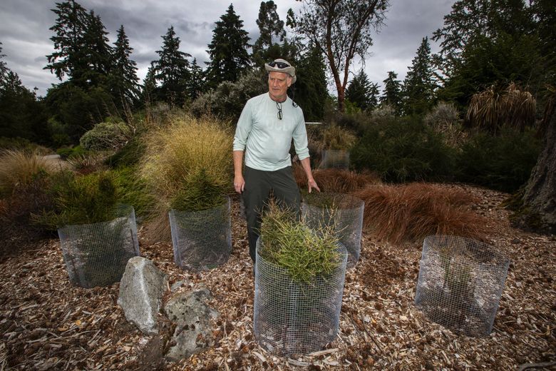 David Zuckerman, manager of horticulture at the University of Washington Botanic Gardens, stands with protective fencing around Coprosma plants at the Arboretum that were raised from seeds gathered from New Zealand. In some places, the protective fencing causes planting areas to “look like a graveyard,” he says. (Ken Lambert / The Seattle Times)