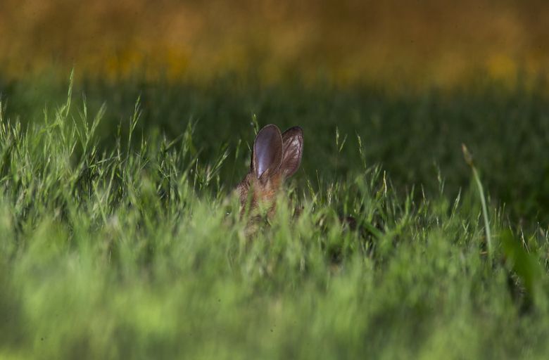 An Eastern cottontail’s ears go up as it monitors a nearby photographer at the University of Washington’s Center for Urban Horticulture. (Ken Lambert / The Seattle Times)