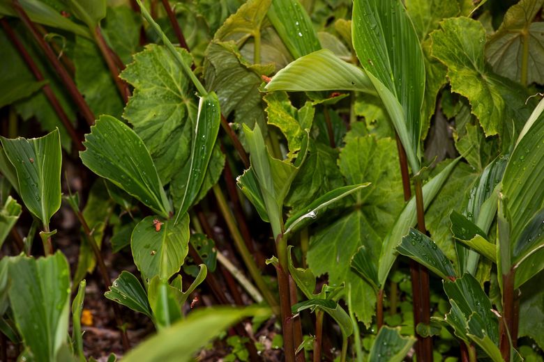 Rabbit damage to Cautleya is seen at the Washington Park Arboretum. (Ken Lambert / The Seattle Times)