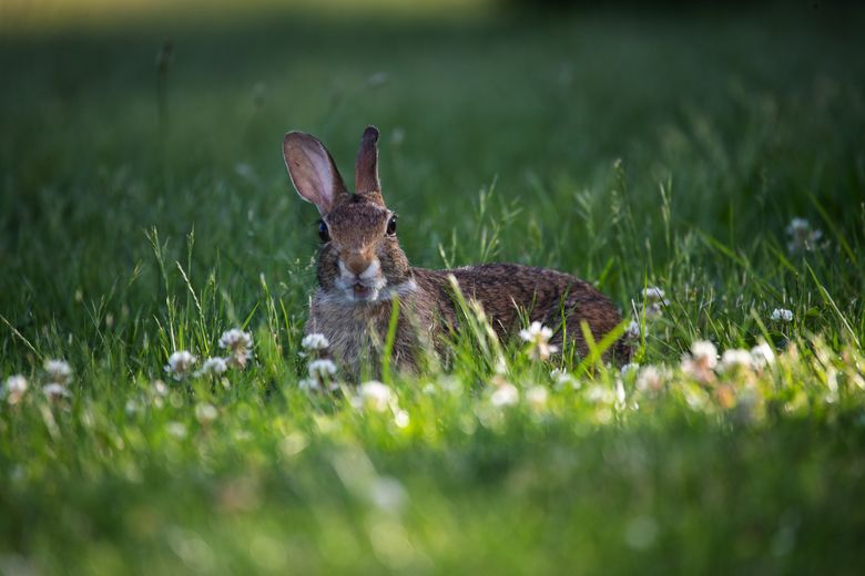 An Eastern cottontail at the University of Washington’s Center for Urban Horticulture goes out on the town for a meal, and to town on the grass, shrubs and more, after a heat wave hit the region in late June. (Ken Lambert / The Seattle Times)