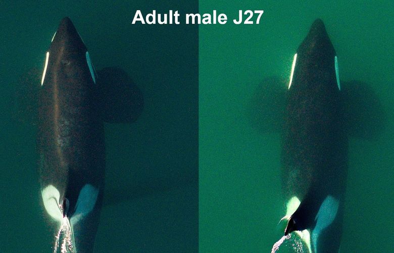 Aerial photographs show fat deposits found behind the skulls of cetaceans have visibly shrunk among several Southern Resident killer whales. The loss of fat can be seen in the curve, or lack thereof, behind their white eye patches.