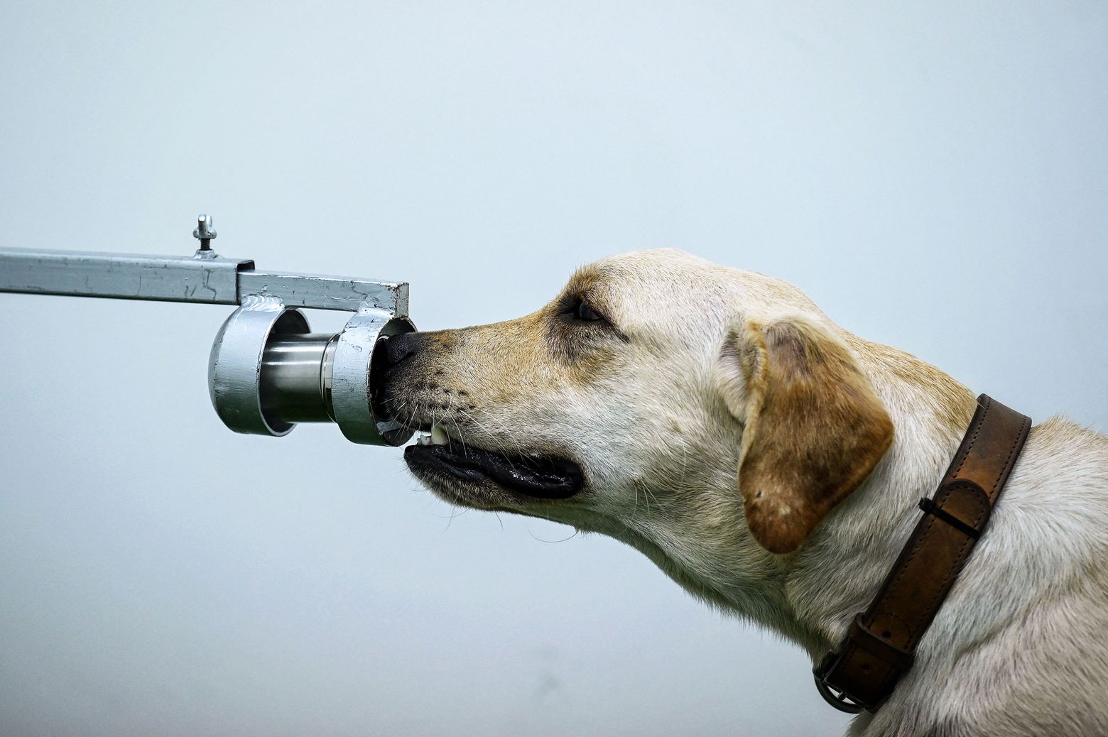 what information do dogs get from sniffing