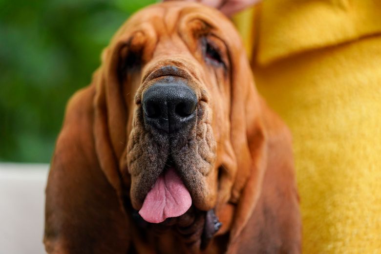 Sound of a winner: Trumpet walks away with Best in Show | The Seattle Times Sound of a winner: Trumpet walks away with Best in Show | The Seattle Times