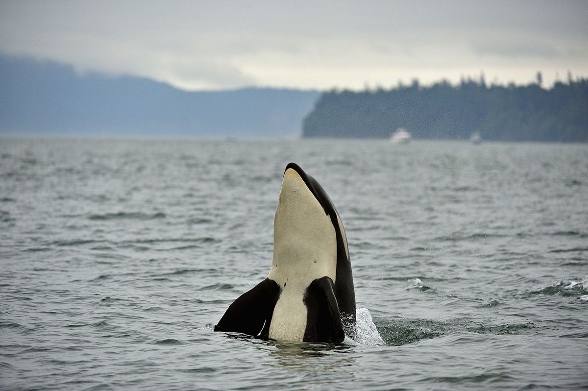 Orca recovery task force urges partial ban on whale watching, study of dam  removal | The Seattle Times