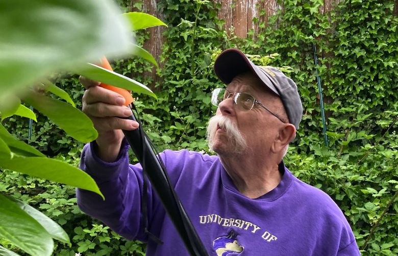 Don Cushing uses a pole trimmer to snip branches on the laurel hedge at the back of the author’s yard.
