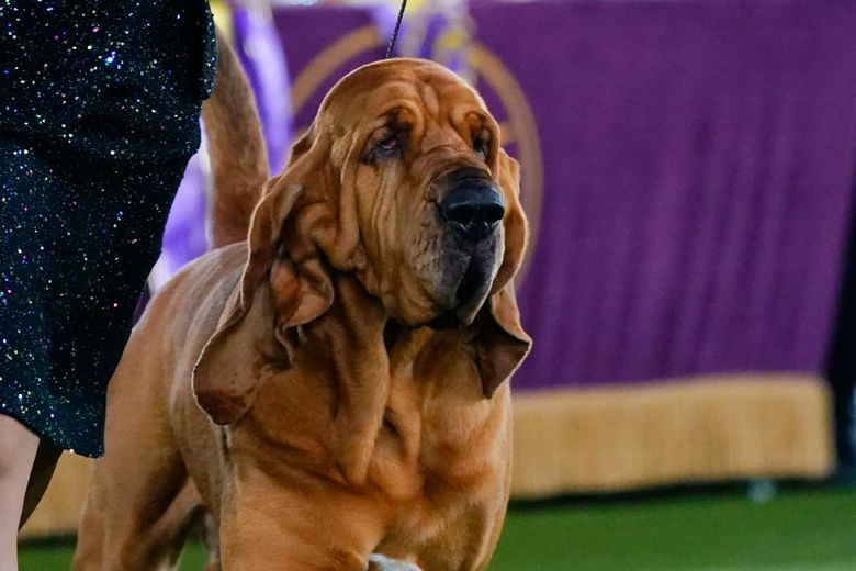 Trumpet the Bloodhound Wins Best in Show at the 2022 Westminster Dog