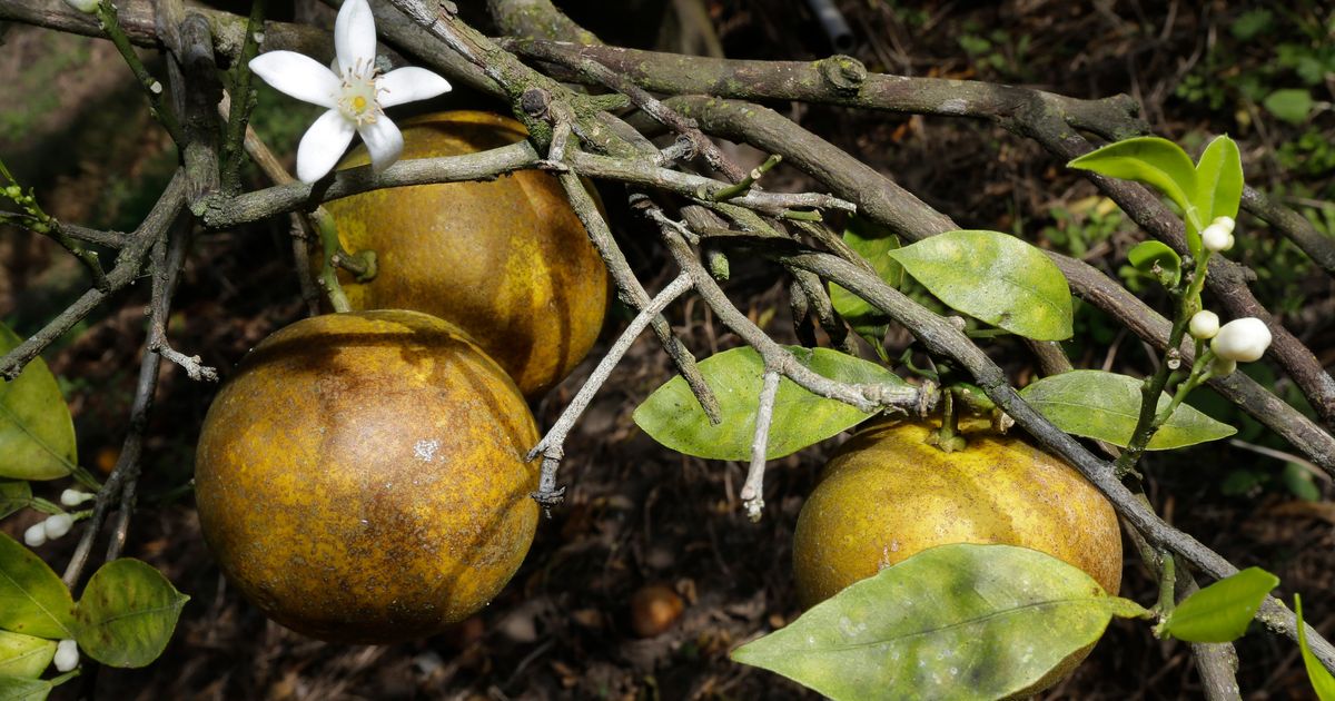 Florida faces 1.2 million verdict for killing citrus trees The