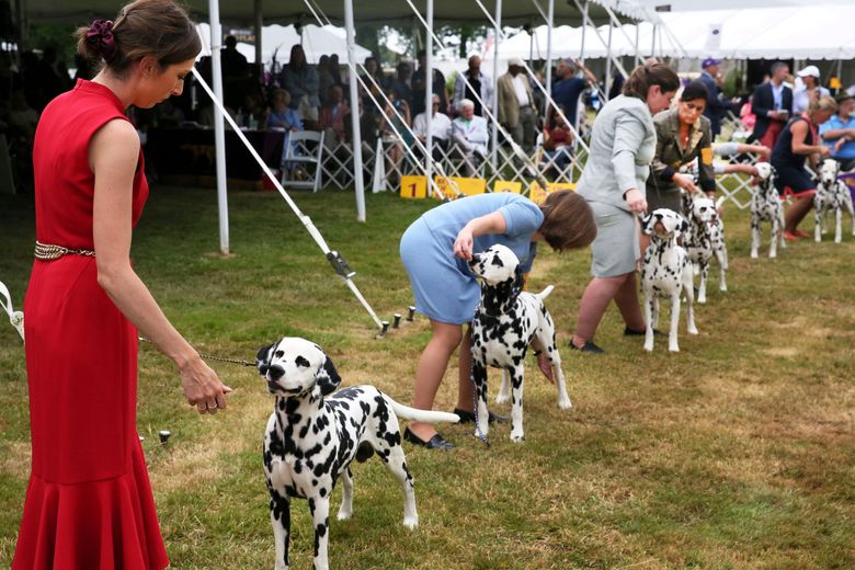 Westminster dog show gets 4 finalists, and one has NFL ties