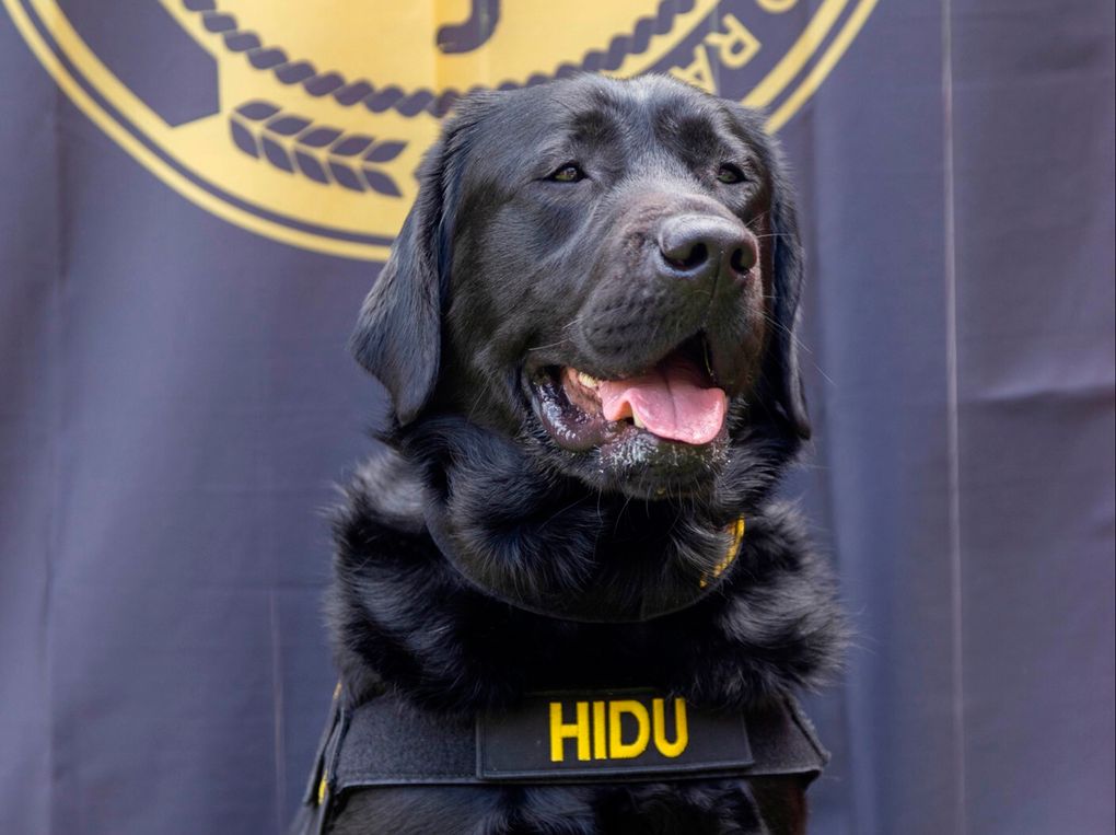 Police Dog Porn - Electronic-sniffing dog helps in pedophilia arrest in Mexico | The Seattle  Times