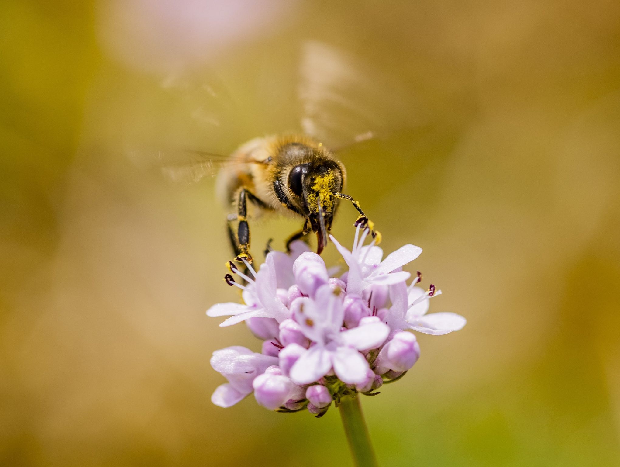 The Threats of Climate Change to Endangered Bee Species