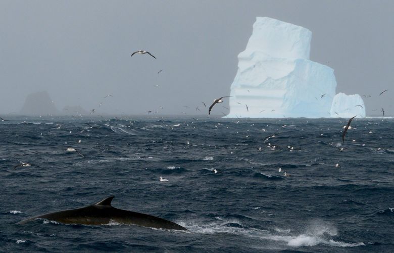 A photo provided by Dan Beecham shows a fin whale near the coast of Elephant Island, northeast of the Antarctic Peninsula. Once hunted to the brink of extinction, fin whales in the Southern Ocean have rebounded and returned to their historic feeding grounds, according to a new survey. (Dan Beecham via The New York Times)  – NO SALES; FOR EDITORIAL USE ONLY WITH NYT STORY SLUGGED ANTARCTICA FIN WHALES BY WINSTON CHOI-SCHAGRIN FOR JULY 7, 2022. ALL OTHER USE PROHIBITED. –