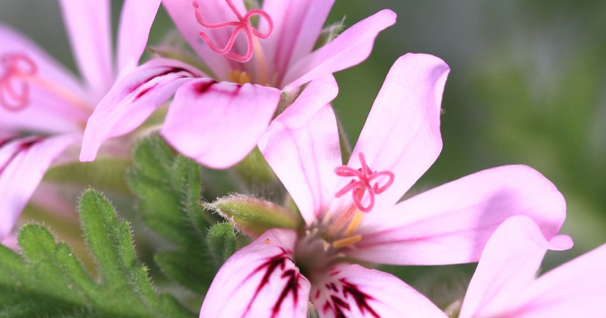 How one shriveled scented geranium sparked an entire collection/obsession
