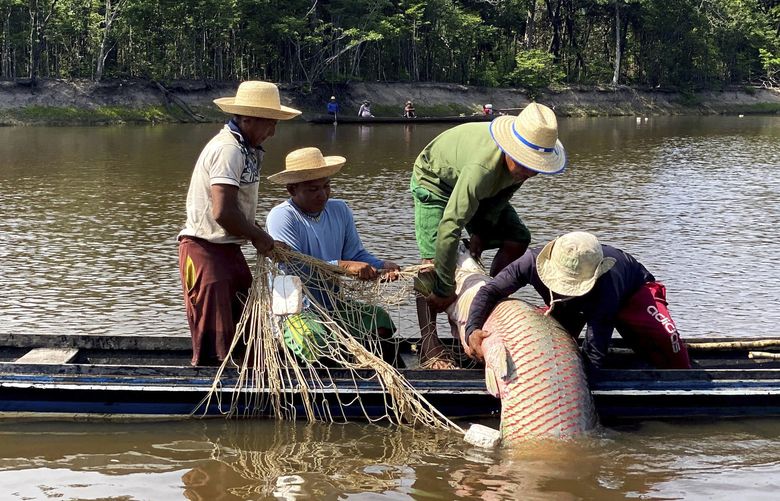 Members of the Deni Indigenous people work during the arapaima fishing season in the Jurua river basin in the Brazilian Amazon, on Sept. 15, 2021. One out of five people in the world depends on wild species for food and income, according to a new UN-backed report. Climate change, pollution and overexploitation, however, have put a million species of plants and animals at risk of extinction. (AP Photo/Fabiano Maisonnave) CLI301 CLI301