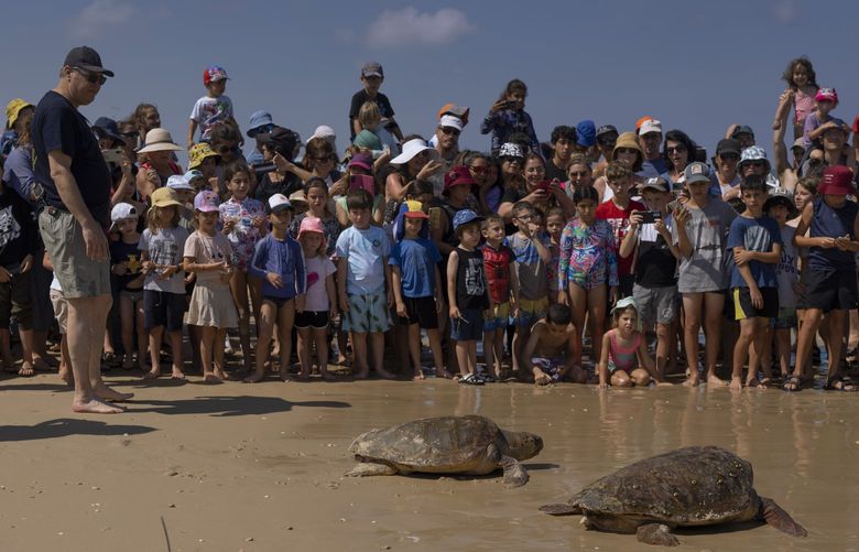 Green and brown sea turtles make their way to the Mediterranean Sea after being released by the Sea Turtle Rescue Center, run by the Israel National Nature and Parks Authority, in Beit Yanai beach, Israel, Friday, July 8, 2022. Over a dozen sea turtles were released back into the wild after months of rehabilitation at the rescue center in Israel after suffering physical trauma, likely caused by underwater explosives. (AP Photo/Oded Balilty) XOB112 XOB112