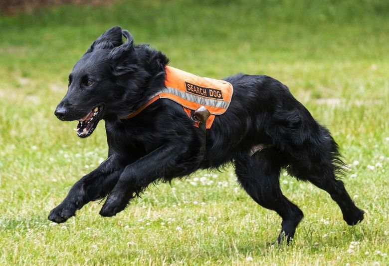 Is A 3 Year Old Dog Still A Puppy