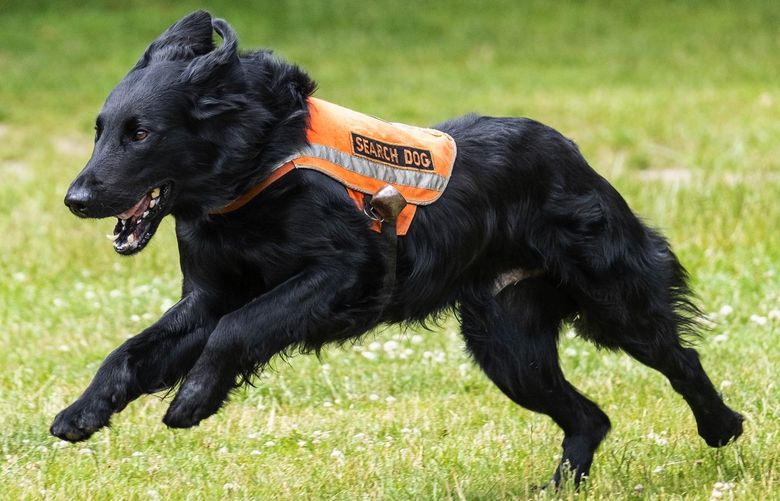 Two-year-old flat coated retriever Lincoln is up for the American Humane Dog Hero Award for his exploits in Search and Rescue.  He is with his owner, Jon Izant.

Photographed Wednesday, July 6, 2022 220897