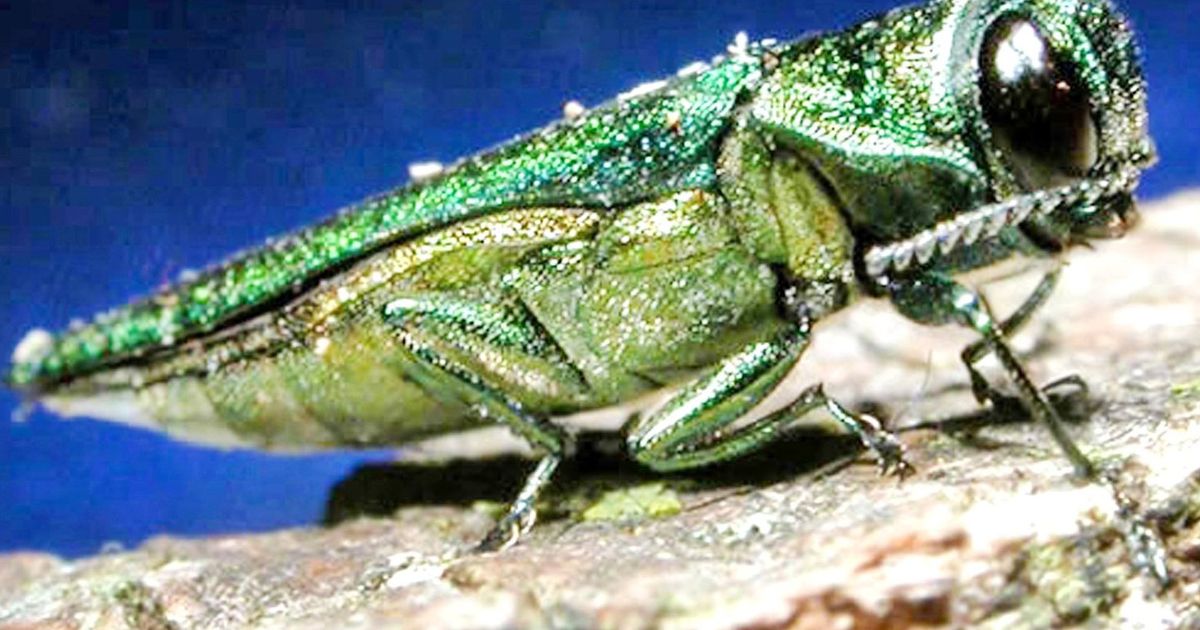 SCORES & OUTDOORS: Was it an emerald ash borer, or a 6-spotted