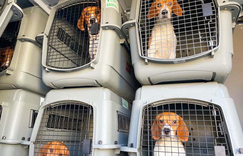 A handout photo shows some of the more than 100 beagles that arrived at Homeward Trails Animal Rescue by truck from a breeding facility in Cumberland, Va. The authorities have about two months to find homes for the dogs, after they were found at a facility that had violated dozens of federal regulations. (Sue Bell/Homeward Trails Animal Rescue via The New York Times)  — NO SALES; FOR EDITORIAL USE ONLY WITH NYT STORY SLUGGED RESEARCH BEAGLES RESCUED BY JESUS JIMÉNEZ and APRIL RUBIN FOR JULY 12, 2022. ALL OTHER USE PROHIBITED. —
 XNYT181