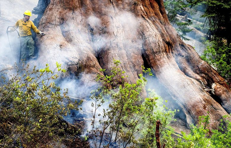 A firefighter protects a sequoia tree as the Washburn Fire burns in Mariposa Grove in Yosemite National Park, Calif., on Friday, July 8, 2022. (AP Photo/Noah Berger) CANB103