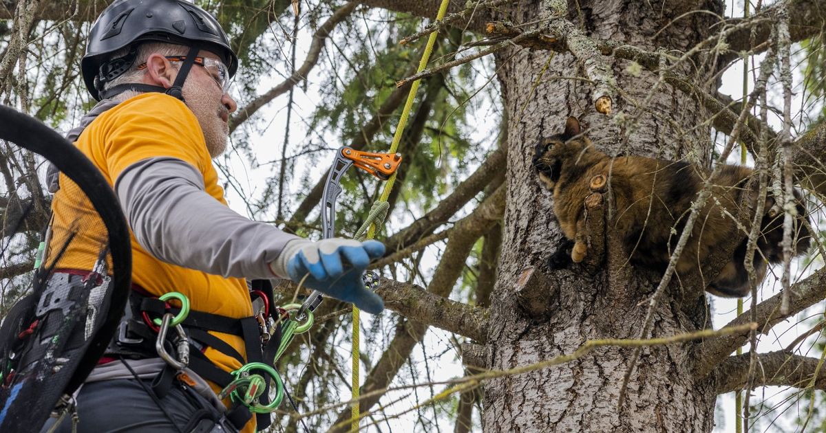 Kitty up a tree? Come along as Canopy Cat Rescue rescues them across Western WA