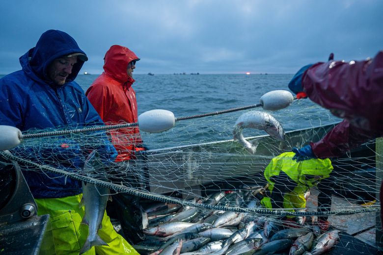 Alaska's Bristol Bay salmon run shatters records, and is not done yet