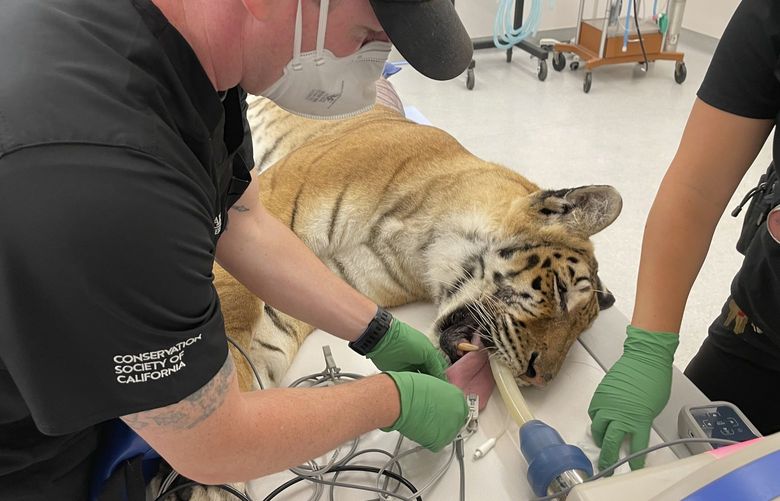 Lola the tiger gets examined by a veterinarian team before her dental procedure at the Oakland Zoo in Oakland, Calif., Thursday, July 14, 2022. (AP Photo/Haven Daley) FX502 FX502